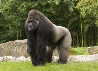 Gorilla di pianura occidentale
