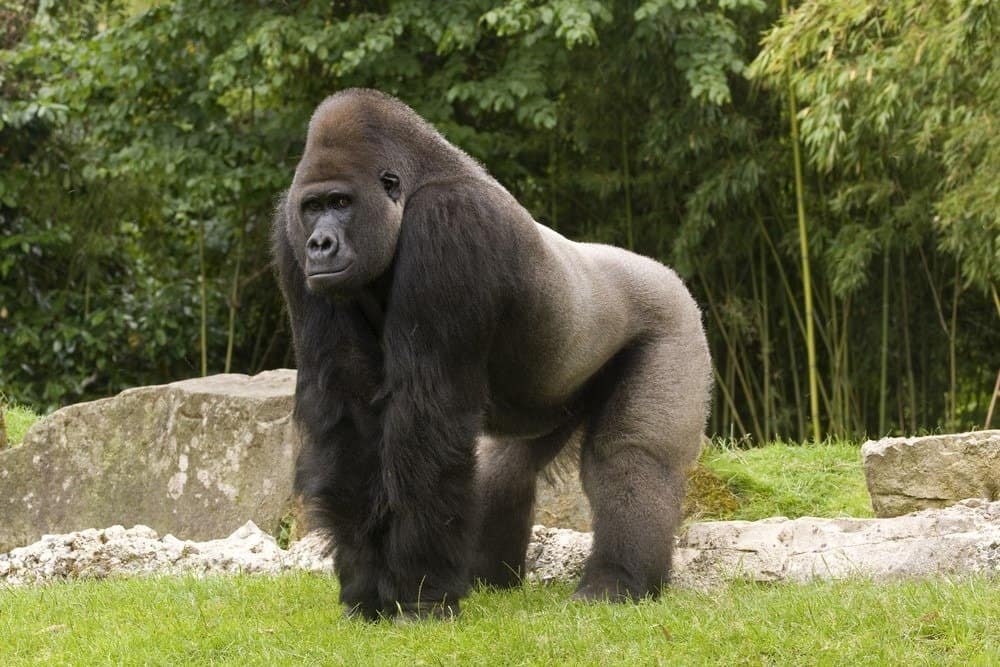 Grande gorilla di pianura occidentale maschio silverback