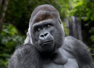 Gorilla occidentale
