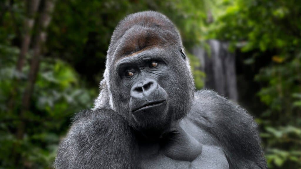 Gorilla di pianura occidentale