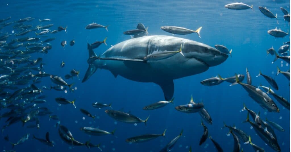 Cosa mangiano i grandi squali bianchi?