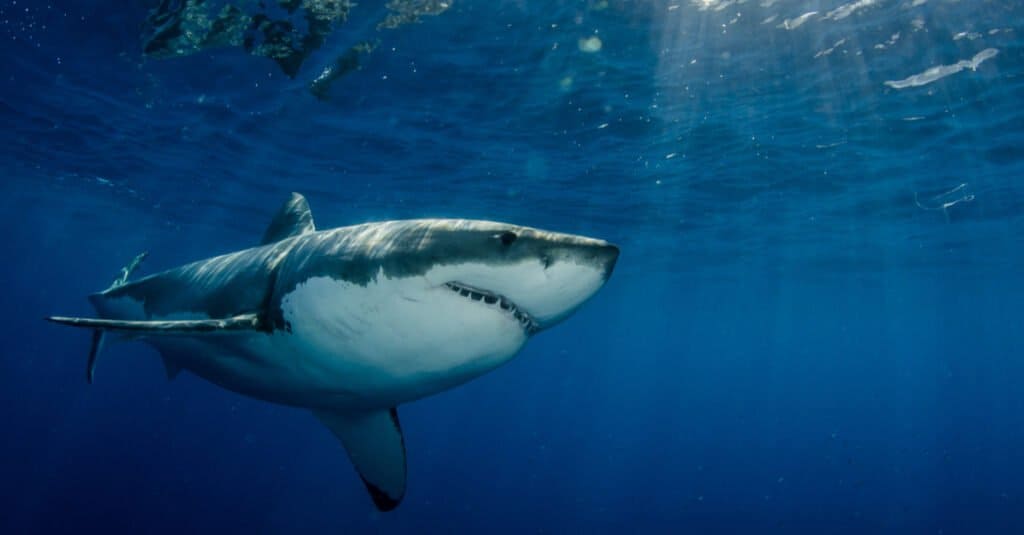 Grandi habitat bianchi: dove vivono i grandi squali bianchi?