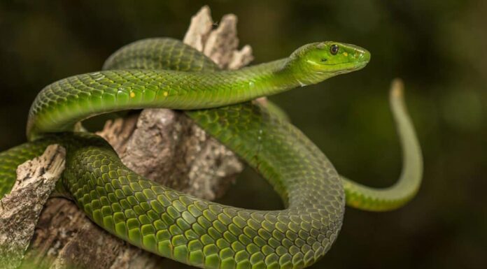 Green Mamba vs Boomslang: quali sono le differenze?
