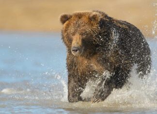 Grizzly in carica prende un colpo diretto di fucile ed è appena stordito
