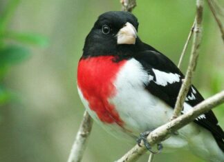 Grosbeak dal petto rosa
