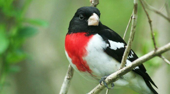 Grosbeak dal petto rosa
