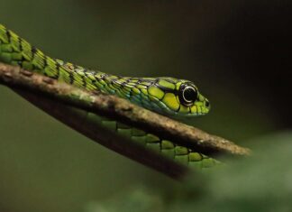 Guarda Donna che si fa rimuovere con calma un serpente dall'orecchio in un video mozzafiato
