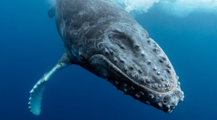 Guarda: La balena megattera salva un sub da un enorme squalo tigre
