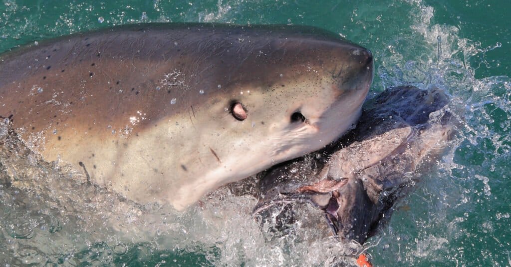 Palpebra di squalo - Grande bianco con gli occhi rovesciati all'indietro durante la caccia