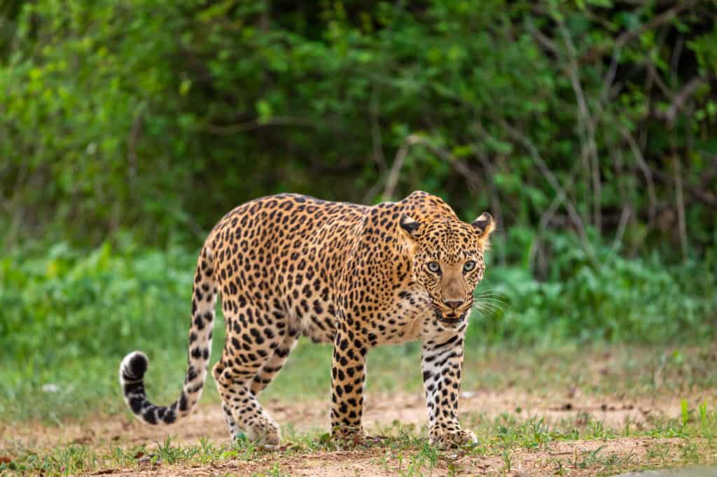 Leopardo indiano maschio che cammina attraverso una foresta