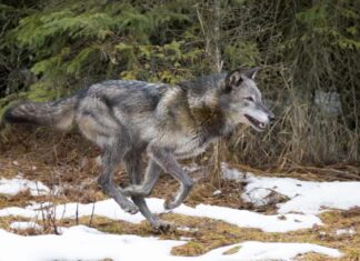 Guarda Un lupo sciocco che prova a rubare la cena a un orso bruno
