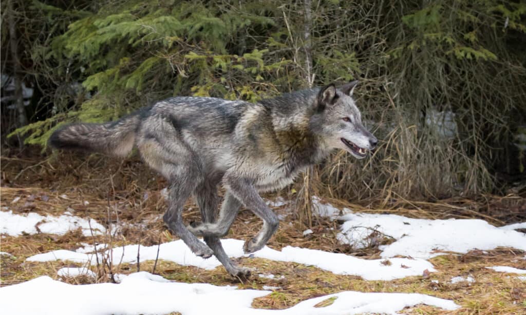 Lupo grigio scuro che corre fuori dalla foresta in inverno.