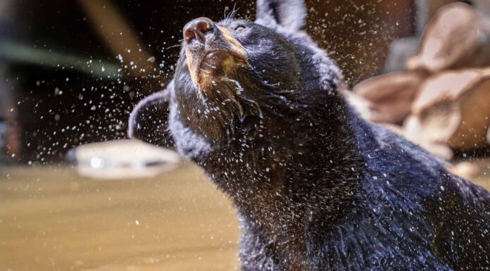 Guarda Un orso nero che si rilassa casualmente in una vasca idromassaggio del Tennessee
