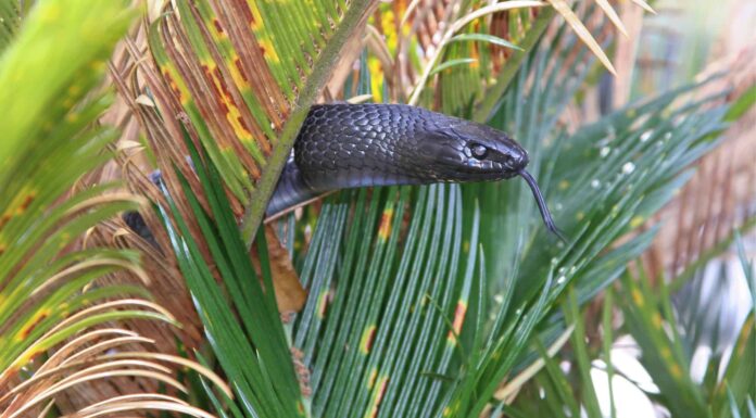 Guarda Un serpente indaco e un serpente di topo si confrontano
