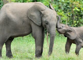 Guarda Un time-lapse di ciò che accade dopo la morte di un elefante
