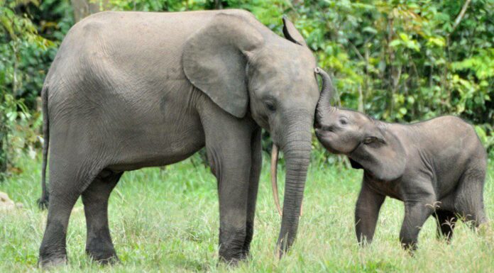 Guarda Un time-lapse di ciò che accade dopo la morte di un elefante
