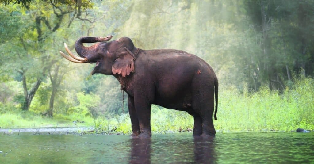 Gli elefanti possono saltare l'elefante indiano