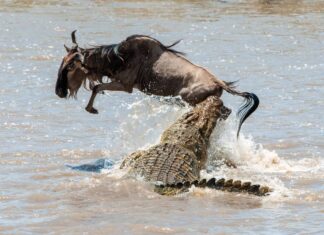 Guarda gli gnu mentre attraversano un fiume infestato da coccodrilli
