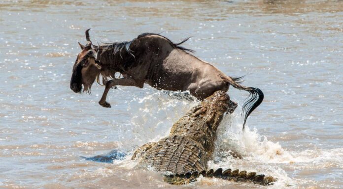 Guarda gli gnu mentre attraversano un fiume infestato da coccodrilli
