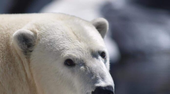 Guarda il cane più coraggioso del mondo che caccia un orso polare
