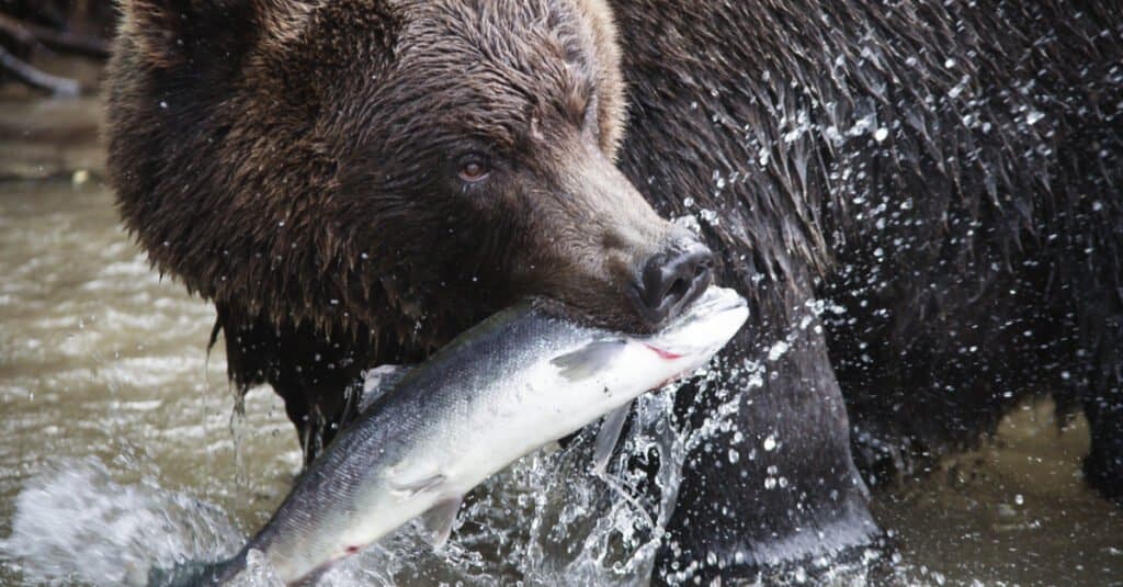 Cosa mangiano gli orsi grizzly: mangiare un salmone