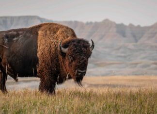 Guarda il filmato incredibilmente raro di un orso che combatte un bisonte a Yellowstone
