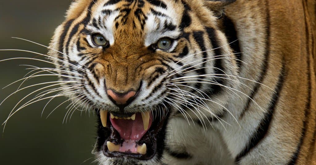 Perché le tigri sono in pericolo?  - Tigre che ringhia