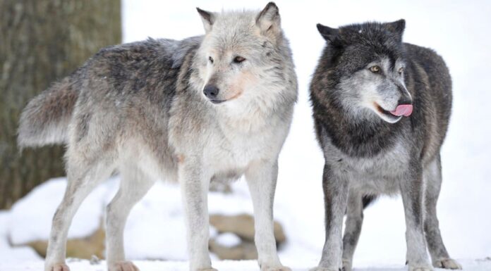 Guarda l'avventuriero britannico incontra un branco di lupi nel cuore dell'inverno
