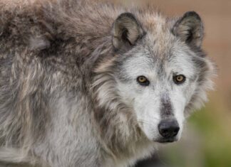 Guarda l'incredibile filmato ravvicinato di un lupo a Yellowstone
