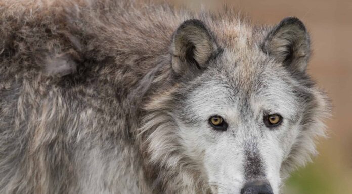 Guarda l'incredibile filmato ravvicinato di un lupo a Yellowstone
