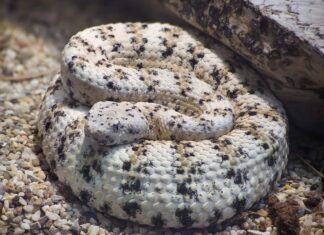 Guarda quanti serpenti a sonagli trova questo ragazzo durante un'escursione in Arizona
