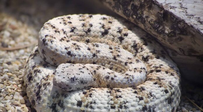 Guarda quanti serpenti a sonagli trova questo ragazzo durante un'escursione in Arizona

