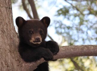 Guarda quattro cuccioli di orso che lottano per dominare la diapositiva del cortile
