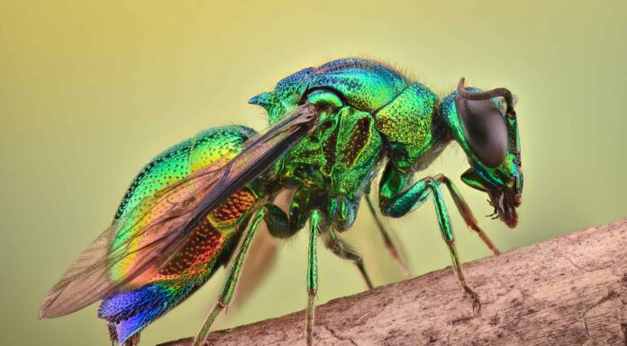 Guarda questa splendida vespa trasformare uno scarafaggio 4 volte le sue dimensioni in uno zombi
