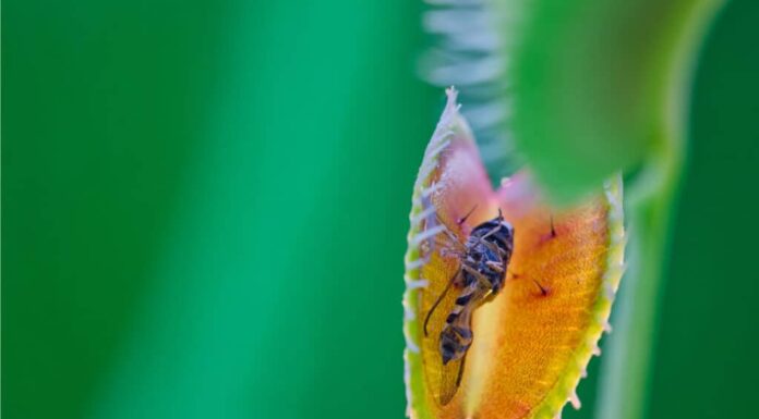 Guarda questo folle video di Venus Flytraps che mangia vespe
