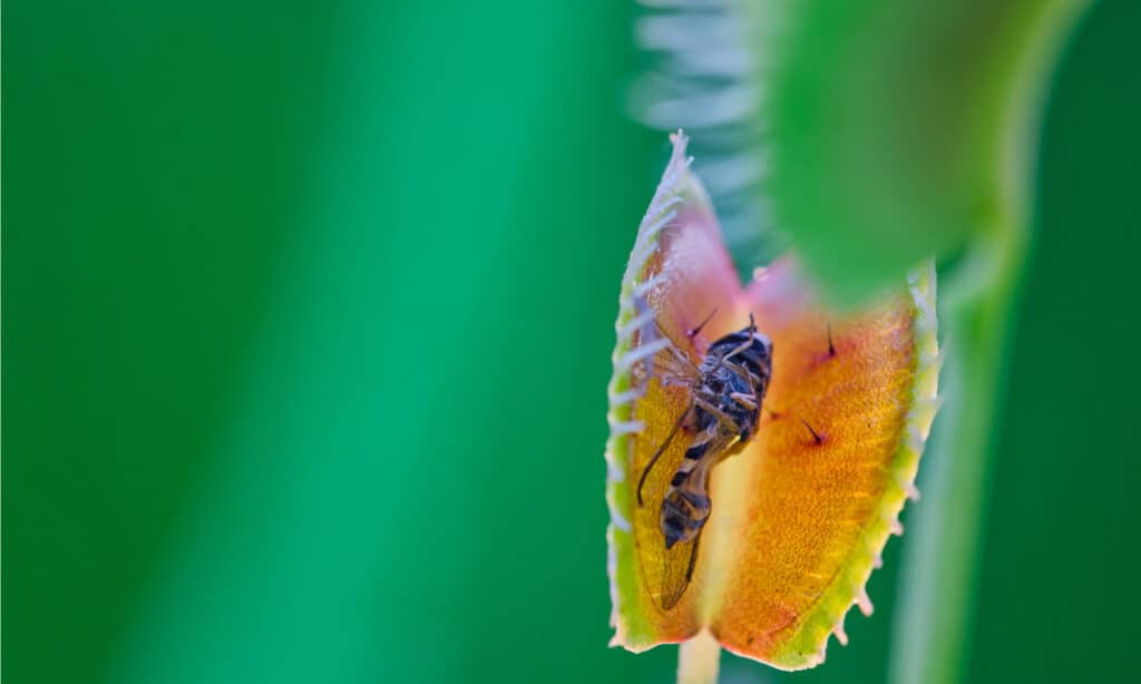 venere acchiappamosche che mangia vespe