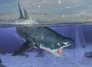 Guarda questo nuotatore sopravvivere all'attacco di uno squalo in uno straordinario filmato di droni
