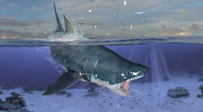 Guarda questo nuotatore sopravvivere all'attacco di uno squalo in uno straordinario filmato di droni
