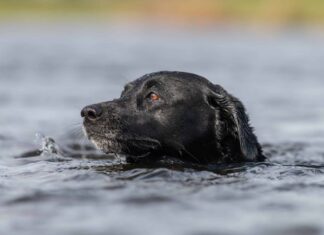 Guarda un Black Lab che supera di poco due orche assassine in Nuova Zelanda
