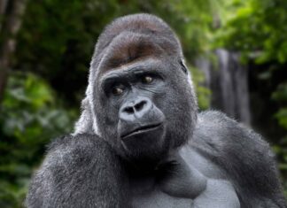 Guarda un Gorilla maschio adulto provocato sbattere il vetro contro Zoogoers
