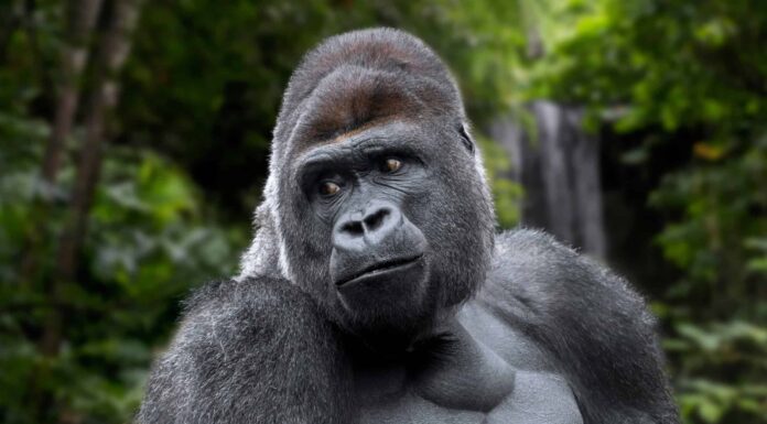 Guarda un Gorilla maschio adulto provocato sbattere il vetro contro Zoogoers
