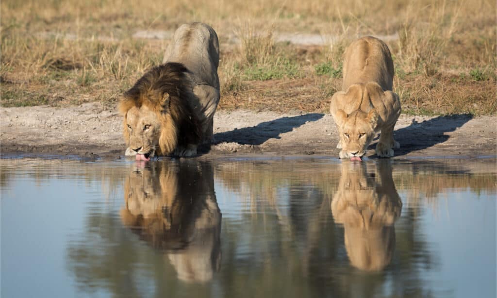Leone e leonessa che bevono all'abbeveratoio