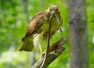 Guarda un falco trasformarsi da predatore a preda in un istante dopo aver cacciato un serpente
