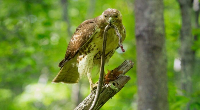 Guarda un falco trasformarsi da predatore a preda in un istante dopo aver cacciato un serpente
