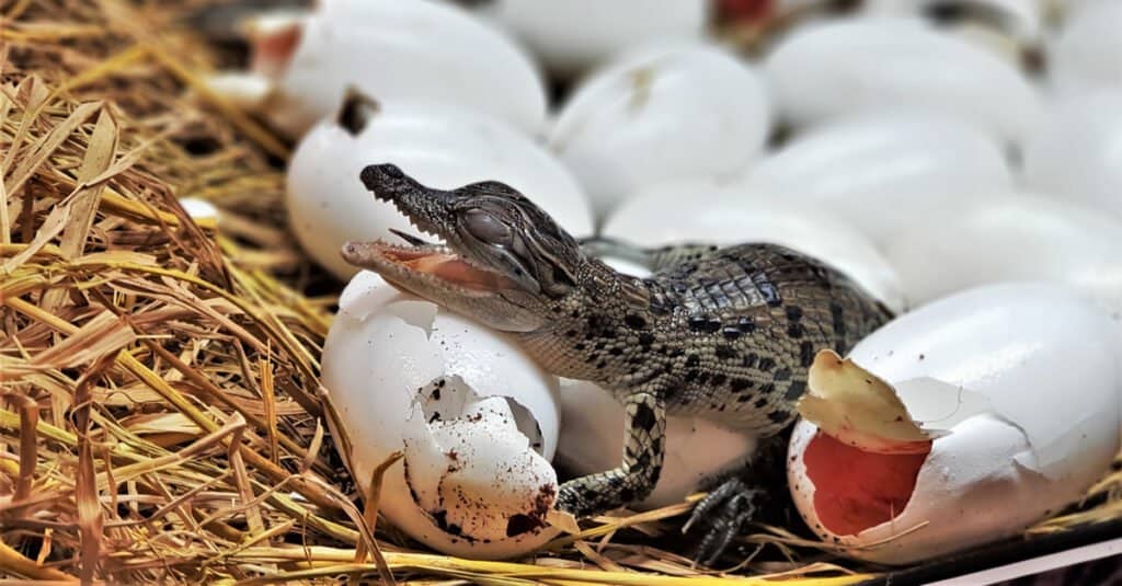 Coccodrillo d'acqua dolce che si schiude, tira fuori la testa dall'uovo nella stanza dell'incubatoio nella fattoria dei coccodrilli.