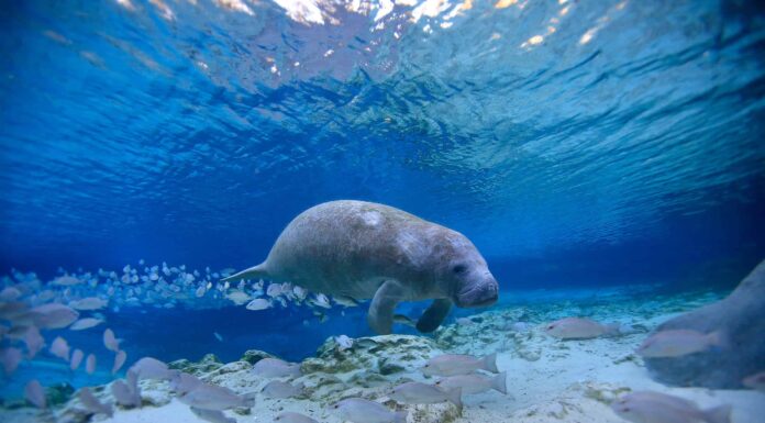 Guarda un gigantesco lamantino nuotare pacificamente sotto le canoe in Florida

