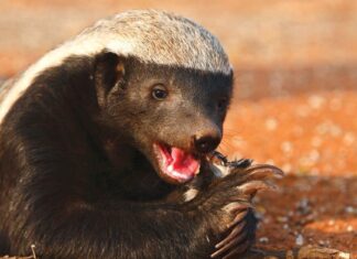 Guarda un invincibile Honey Badger sopravvivere a un pitone di 20 piedi, quindi sconfiggere due sciacalli in Tiro alla fune
