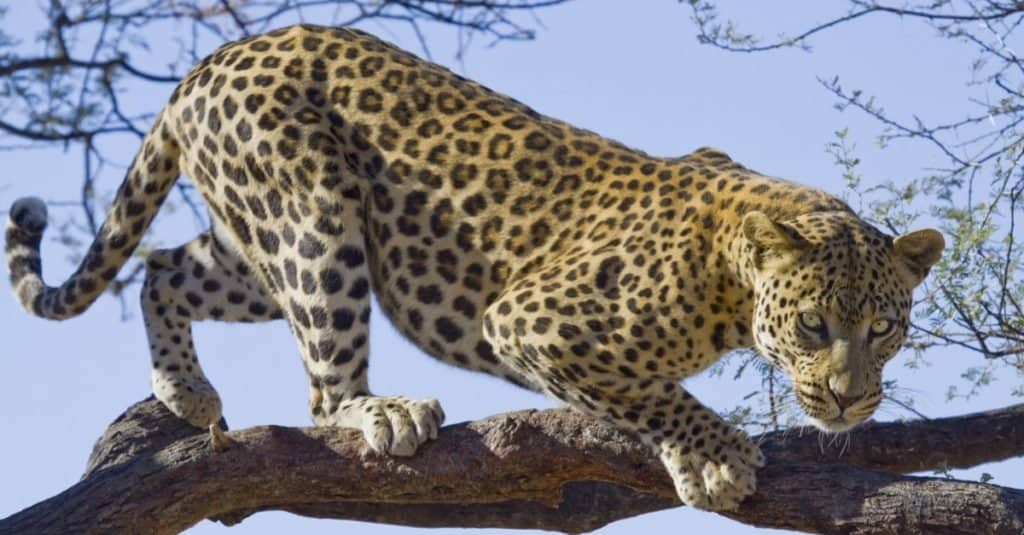 Animali da Safari DA VEDERE: Leopardo africano