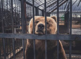 Guarda un orso catturato fotografato da vicino che si libera inaspettatamente
