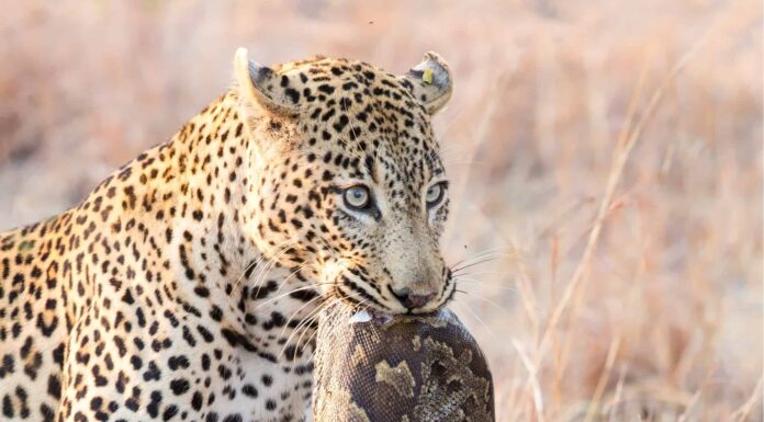 Guarda un pasticcio di leopardo con l'istrice sbagliato!
